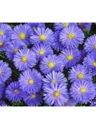 Törpe őszirózsa / Aster dumosum 'Lady in Blue'