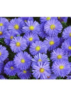 Törpe őszirózsa / Aster dumosum 'Lady in Blue'