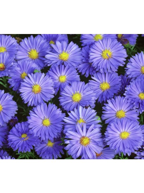 Törpe őszirózsa / Aster dumosum 'Lady in Blue'