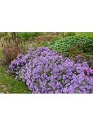 Törpe őszirózsa / Aster dumosum 'Lady in Blue'