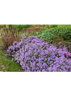 Törpe őszirózsa / Aster dumosum 'Lady in Blue'