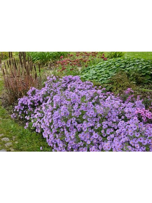 Törpe őszirózsa / Aster dumosum 'Lady in Blue'