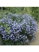 Törpe őszirózsa / Aster dumosum 'Lady in Blue'