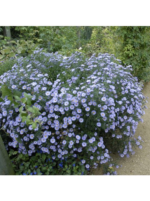 Törpe őszirózsa / Aster dumosum 'Lady in Blue'
