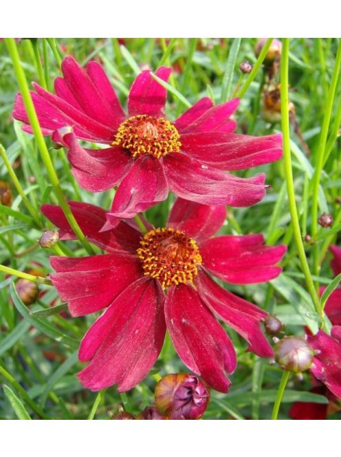 Keskenylevelű menyecskeszem / Coreopsis verticillata 'Ruby Red'