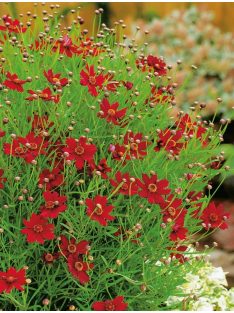   Keskenylevelű menyecskeszem / Coreopsis verticillata 'Ruby Red'