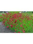 Keskenylevelű menyecskeszem / Coreopsis verticillata 'Ruby Red'