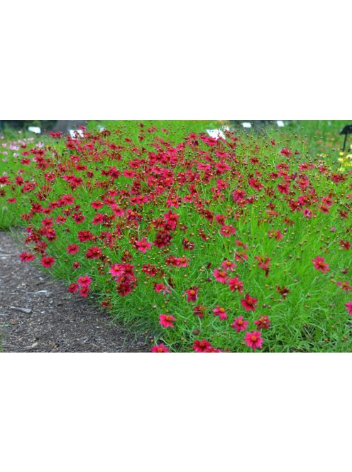 Keskenylevelű menyecskeszem / Coreopsis verticillata 'Ruby Red'