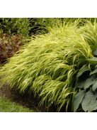 Aranysárga szálkafű / Hakonechloa All Gold®