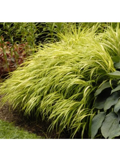 Aranysárga szálkafű / Hakonechloa All Gold®