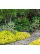 Aranysárga szálkafű / Hakonechloa All Gold®