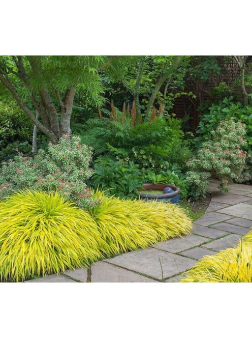 Aranysárga szálkafű / Hakonechloa All Gold®