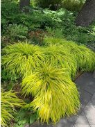 Aranysárga szálkafű / Hakonechloa All Gold®