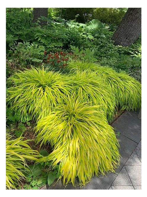 Aranysárga szálkafű / Hakonechloa All Gold®