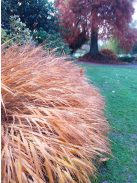 Aranysárga szálkafű / Hakonechloa All Gold®