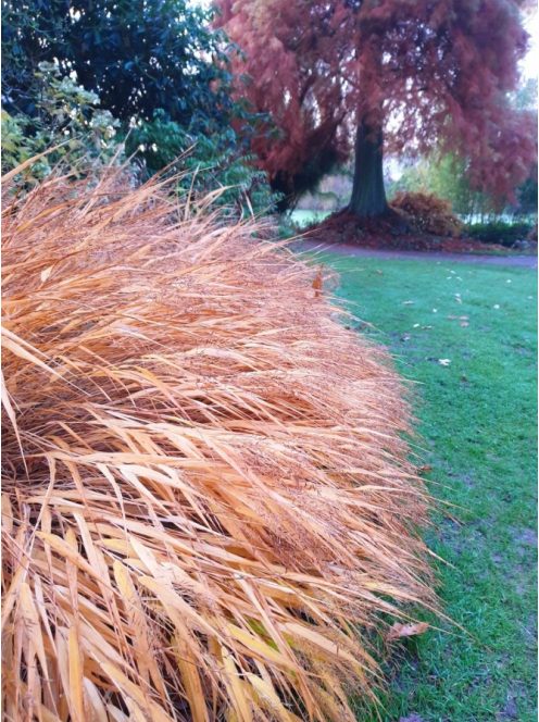 Aranysárga szálkafű / Hakonechloa All Gold®