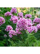 Bugás lángvirág / Phlox paniculata 'Bright Eyes'