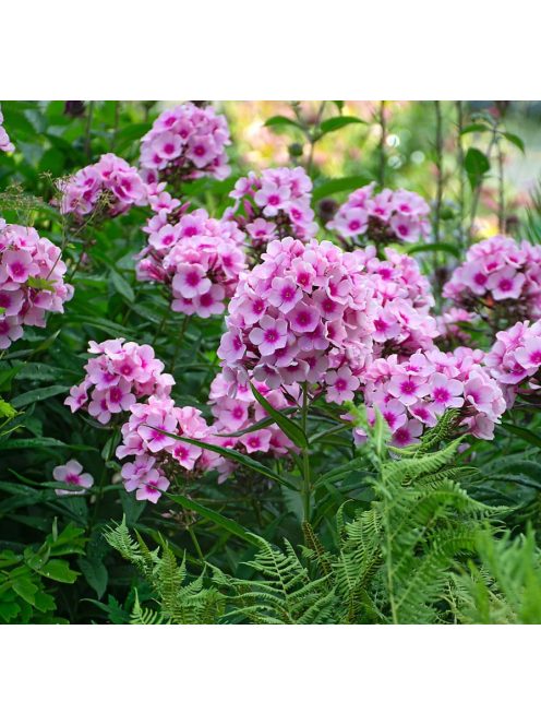 Bugás lángvirág / Phlox paniculata 'Bright Eyes'