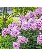 Bugás lángvirág / Phlox paniculata 'Bright Eyes'