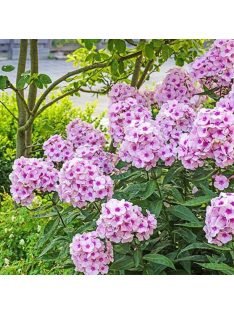   Bugás lángvirág / Phlox paniculata 'Bright Eyes'