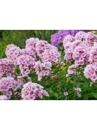 Bugás lángvirág / Phlox paniculata 'Bright Eyes'
