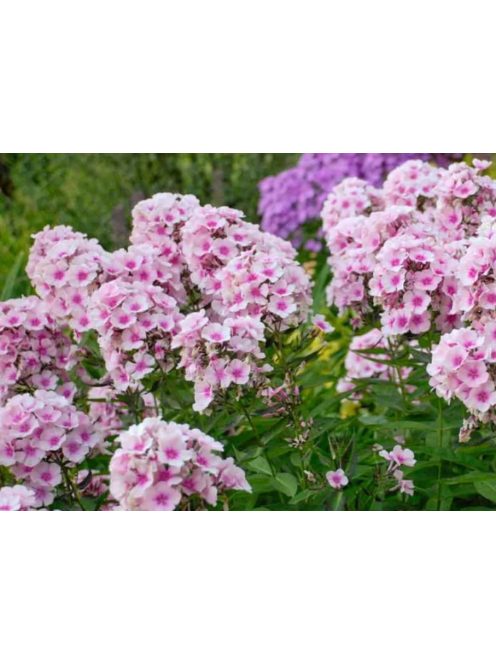 Bugás lángvirág / Phlox paniculata 'Bright Eyes'