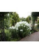 Bugás lángvirág / Phlox paniculata 'Bright Eyes'