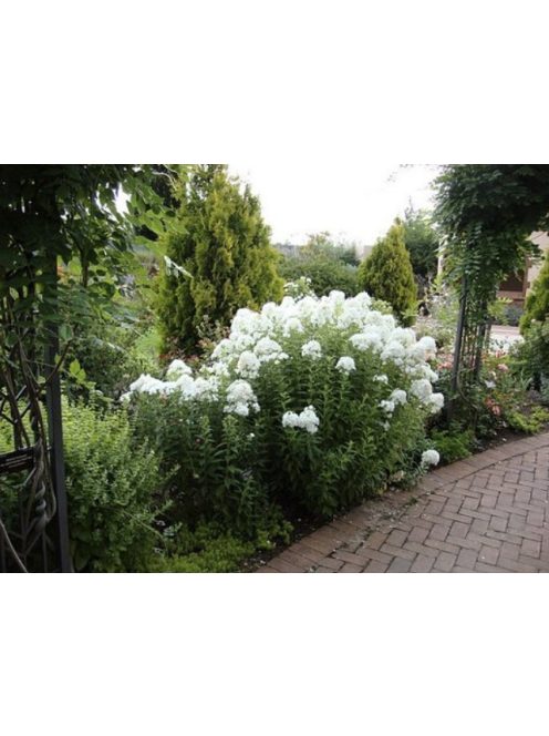 Bugás lángvirág / Phlox paniculata 'Bright Eyes'