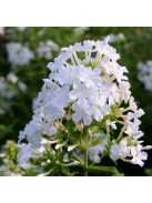 Bugás lángvirág / Phlox paniculata 'David'