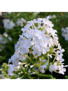 Bugás lángvirág / Phlox paniculata 'David'