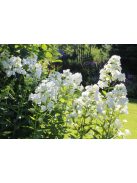 Bugás lángvirág / Phlox paniculata 'David'