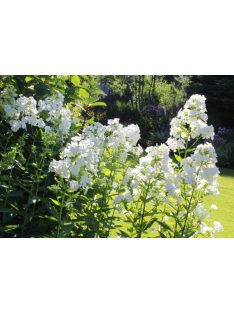 Bugás lángvirág / Phlox paniculata 'David'