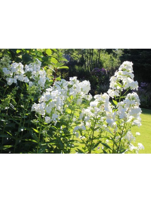 Bugás lángvirág / Phlox paniculata 'David'