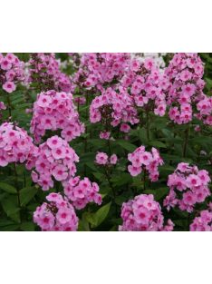 Bugás lángvirág / Phlox paniculata 'Eva Cullum'