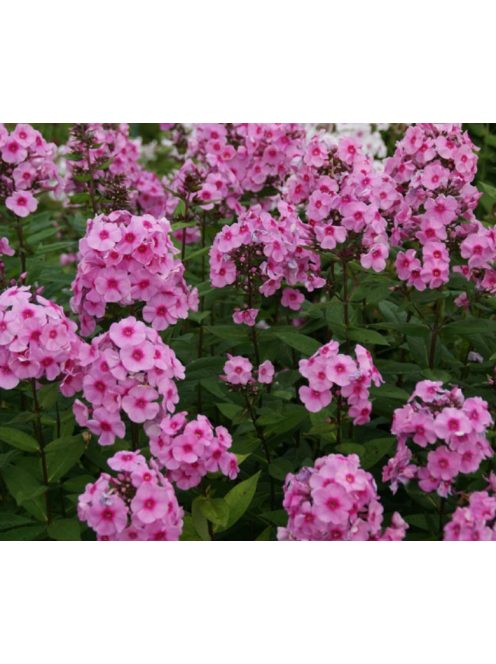 Bugás lángvirág / Phlox paniculata 'Eva Cullum'