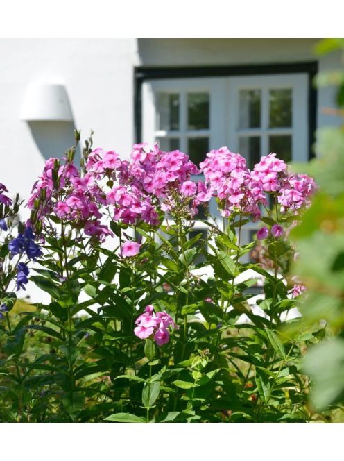 Bugás lángvirág / Phlox paniculata 'Eva Cullum'