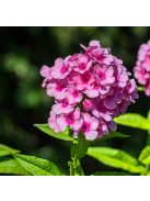 Bugás lángvirág / Phlox paniculata 'Eva Cullum'
