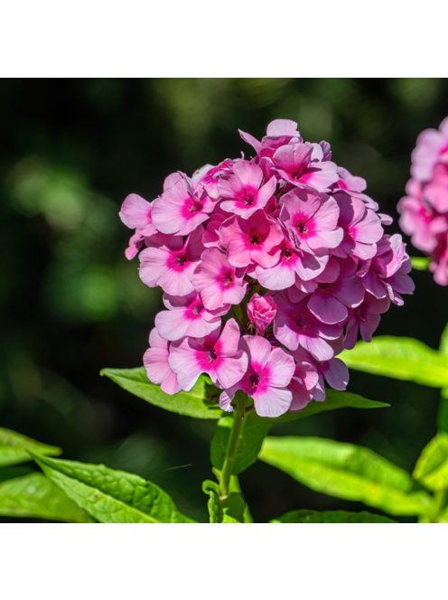 Bugás lángvirág / Phlox paniculata 'Eva Cullum'