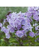 Bugás lángvirág / Phlox paniculata 'Franz Schubert'