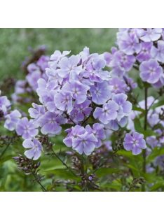   Bugás lángvirág / Phlox paniculata 'Franz Schubert'