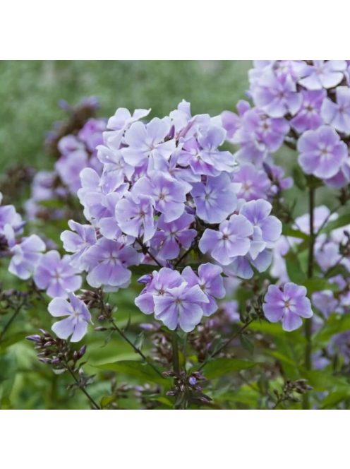 Bugás lángvirág / Phlox paniculata 'Franz Schubert'