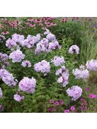 Bugás lángvirág / Phlox paniculata 'Franz Schubert'
