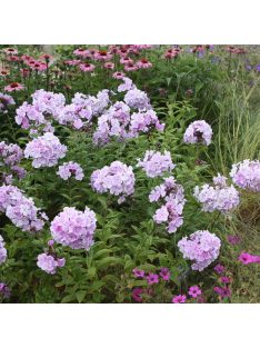   Bugás lángvirág / Phlox paniculata 'Franz Schubert'