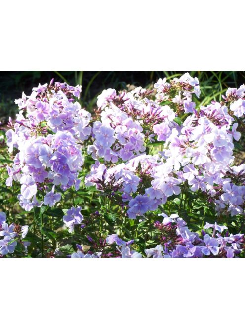 Bugás lángvirág / Phlox paniculata 'Franz Schubert'