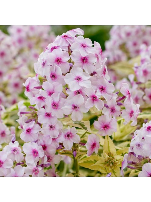 Bugás lángvirág / Phlox paniculata 'Nora Leigh'