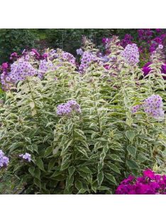 Bugás lángvirág / Phlox paniculata 'Nora Leigh'