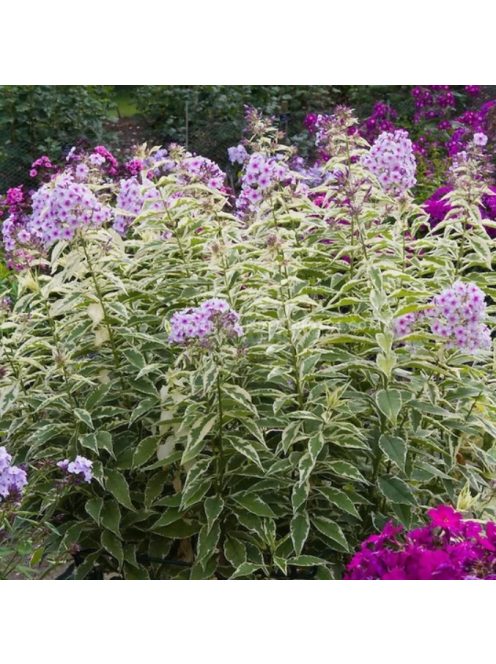 Bugás lángvirág / Phlox paniculata 'Nora Leigh'