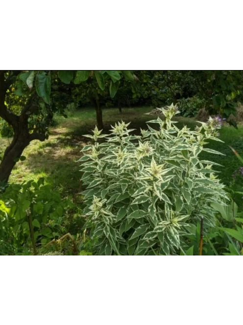 Bugás lángvirág / Phlox paniculata 'Nora Leigh'