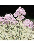 Bugás lángvirág / Phlox paniculata 'Nora Leigh'