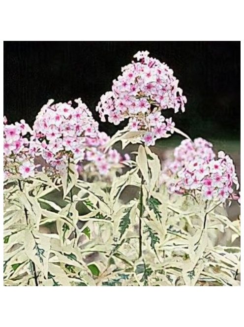 Bugás lángvirág / Phlox paniculata 'Nora Leigh'